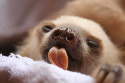 theslowasssloth:  New Arrival at the Aviarios Sloth Sanctuary in Costa Rica by ecclescakegirl on Flickr  EEEEEEE.