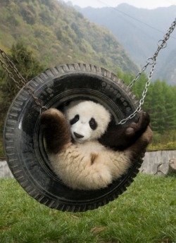 Giant Panda Photos