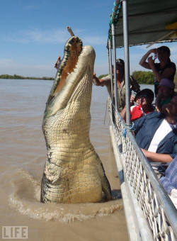 life:  Yikes! Brutus, an 18-foot-long saltwater