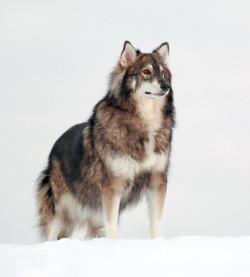 wolfhaileyy:   The Utonagan is a breed