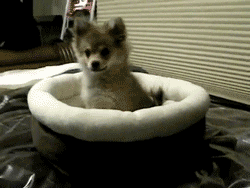 im-cool-like-that:  Puppy Hears Wolf Howl 