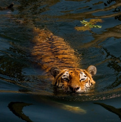 llbwwb:  Killer in the Water. Photographer: Metalhorse