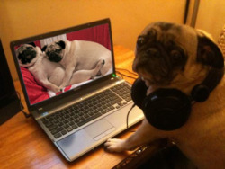 Puggbutt:   Candid Pic Of Pugmama Gettin Her Nasty Nasty On  Charley What Are You
