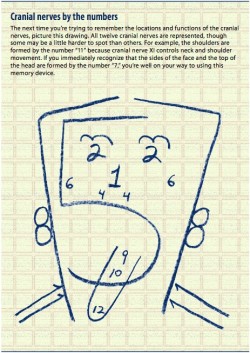 emmbraced:Cranial Nerves by number :) I used