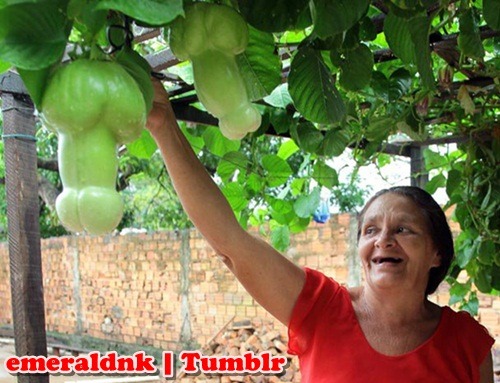 Velhinha Pervertida:
