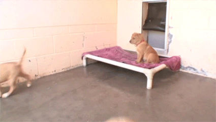 meowfaces-foryou:  daughtersofanarchy:  unrulyhooly:  dearvices:  goldslugsthegod: