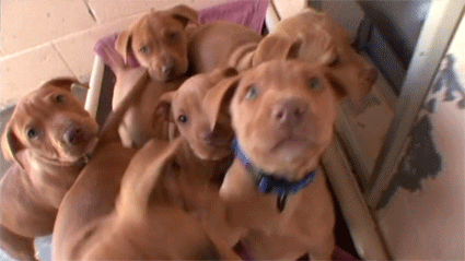 meowfaces-foryou:  daughtersofanarchy:  unrulyhooly:  dearvices:  goldslugsthegod: