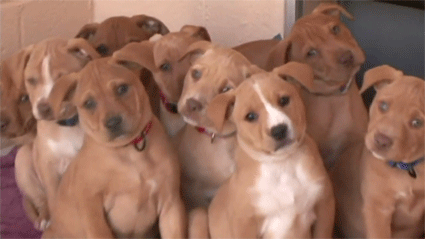 meowfaces-foryou:  daughtersofanarchy:  unrulyhooly:  dearvices:  goldslugsthegod:  I love Pitbull Puppies.  ^^^  Oh my fucking god. Heaven is real.  be mine, all of you.   oh my fuck… 
