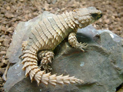 fortheloveofherpetology:  Armadillo Lizard (Cordylus cataphractus) Native to the Scrub and rocky outcrops in Southern Africa Diurnal animals which hide in rock cracks and crevices, living in social groups of up to 30 to 60, but usually fewer Males are