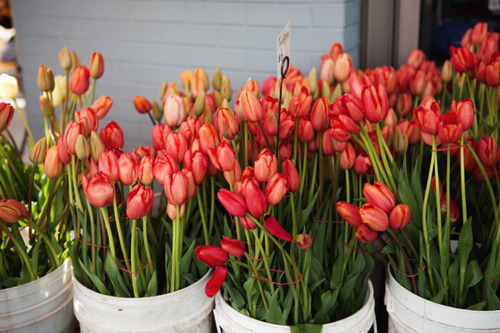 ex-peri-ence:  someone buy me flowers? 