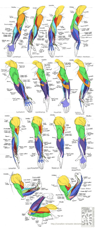 helpful-inks: Anatomy - Human Arm Muscles by *canadian-rainwater