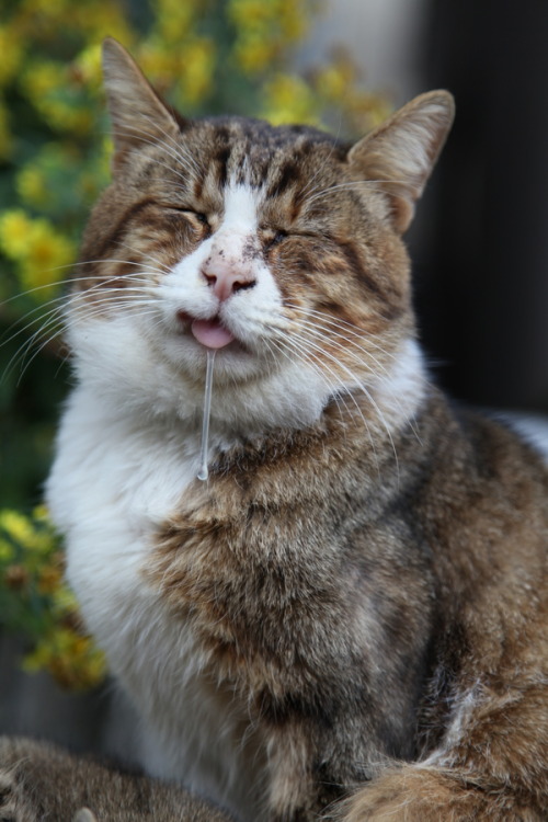 bunnyfood:  durrrrr   Goldito babieco @AdorableBipolar :3