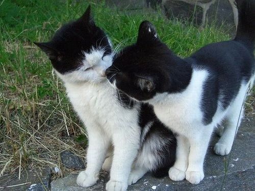 I will always reblog kissing cats *o*