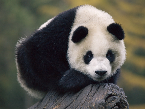 Giant Panda Photos