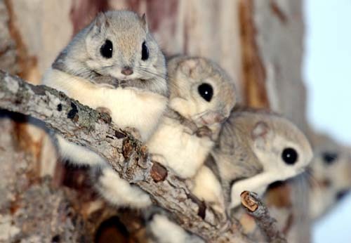 captainmjolnir:  housewifeswag:  ricp:  Japanese dwarf flying squirrels  i just want to cuddle it.  