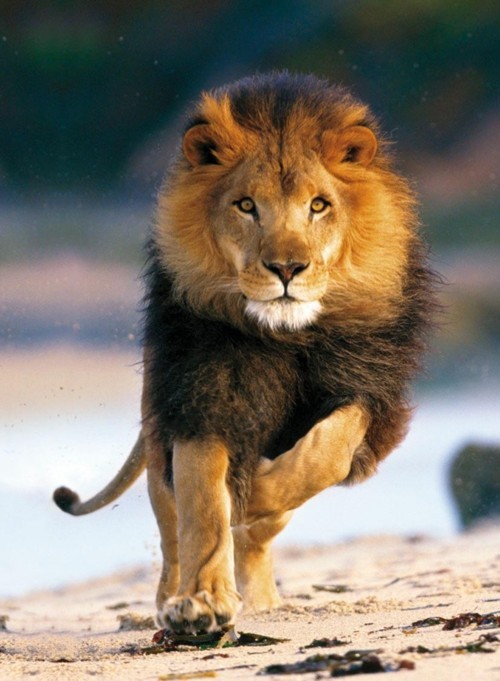 born to win, never to lose