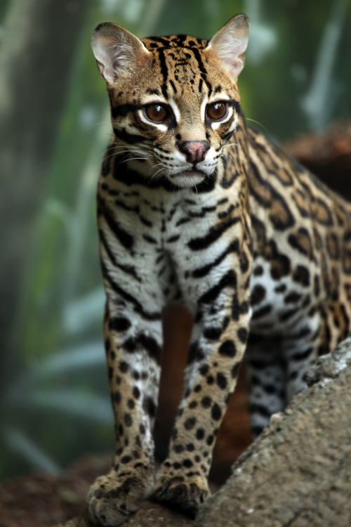 Ocelot by Megan Lorenz