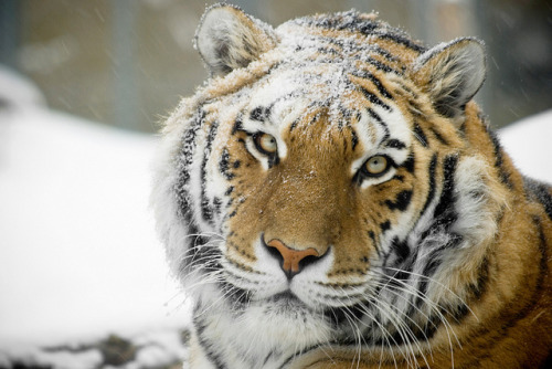 Tigre de Sibérie by vicky.theriault on Flickr.