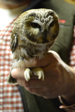 cjwhiteshizzle:  Northern Saw-Whet Owl, banded