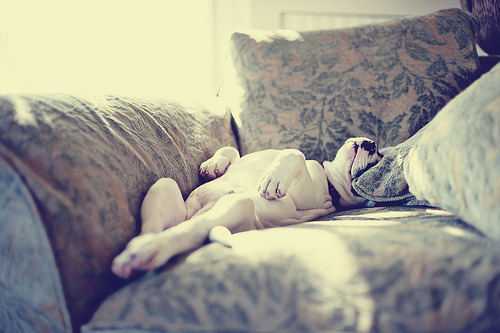 lauraestevez.tumblr.com/post/14490737389/