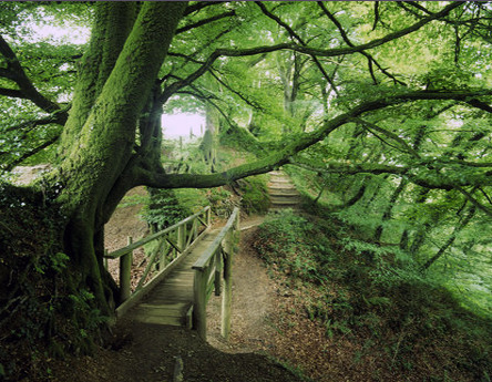 bewitchingbritain:   This rather melodramatic tree resides in Lydford Gorge, near Tavistock in Devon