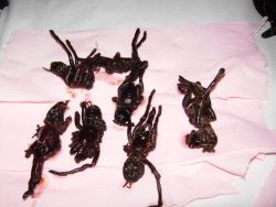 deep fried tarantulas