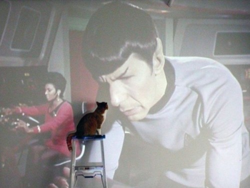 Spock &ldquo;Live long and prosper&rdquo; Cat &ldquo;And Mice, many Mice&hellip;&