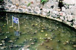 turtle pond