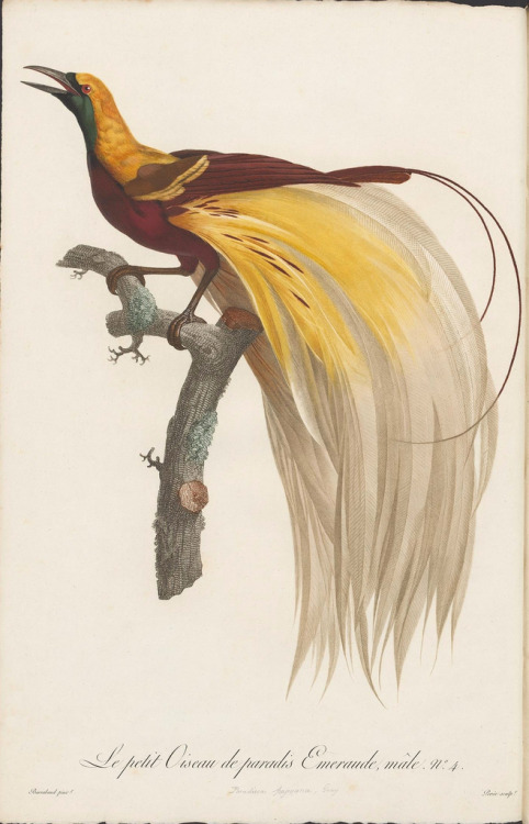 drawnblog:Some lovely paintings of birds from a set of books from 1806 by by François Levaillant and