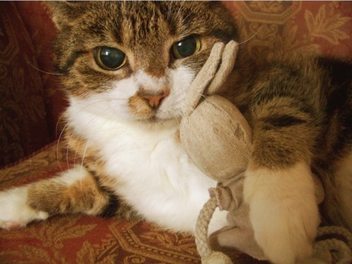 fuckyeahfelines:  Kitty with her stuffed bunny. 