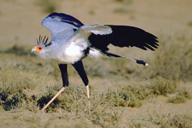 missmischief:  secretary bird :]  I keep seeing photos of these birds. I think I’m going to end up having to draw them