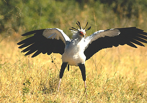 missmischief:  secretary bird :]  I keep seeing photos of these birds. I think I’m going to end up having to draw them