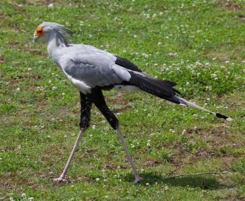 missmischief:  secretary bird :]  I keep seeing photos of these birds. I think I’m going to end up having to draw them