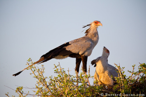 missmischief:  secretary bird :]  I keep seeing photos of these birds. I think I’m going to end up having to draw them