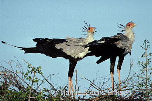 missmischief:  secretary bird :]  I keep seeing photos of these birds. I think I’m going to end up having to draw them