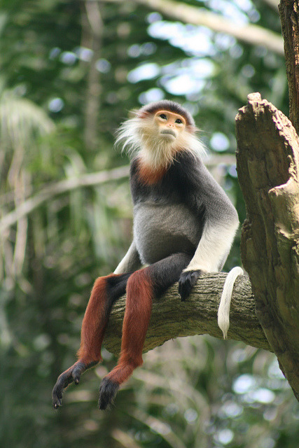 Douc Langur