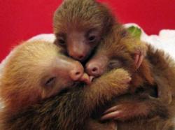 dreksdeixis:  baby sloths :3 cute beans 