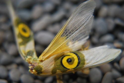 buggirl:  “What is this insect? I live in South East Africa (Durban, SA) near the coast.  “Gogo”, with a Dutch “g”, is what South Africans call any and all insects :-P fun fact!”-stickychecklist I am surprised you recognized that this was