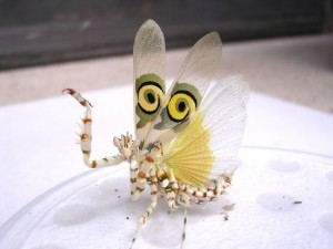 XXX buggirl:  “What is this insect? I live photo