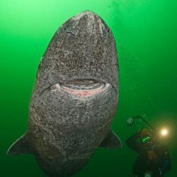 crookedindifference:  jasencomstock:  emilyatlast:  allcreatures:  A diver swims alongside a Greenland shark, a rarely-seen species that  looks like it has been etched from stone. They can survive for more  than 200 years at depths of up to 600 metres
