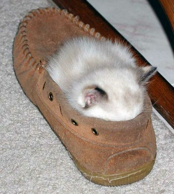 toptumbles:  Pets in shoes 