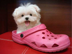 toptumbles:  Pets in shoes 