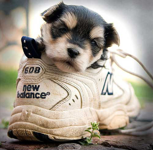 toptumbles:  Pets in shoes 