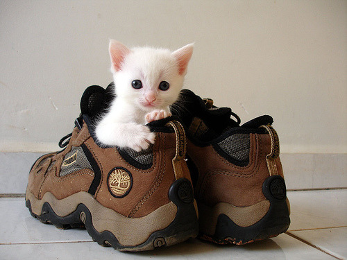 toptumbles:  Pets in shoes 