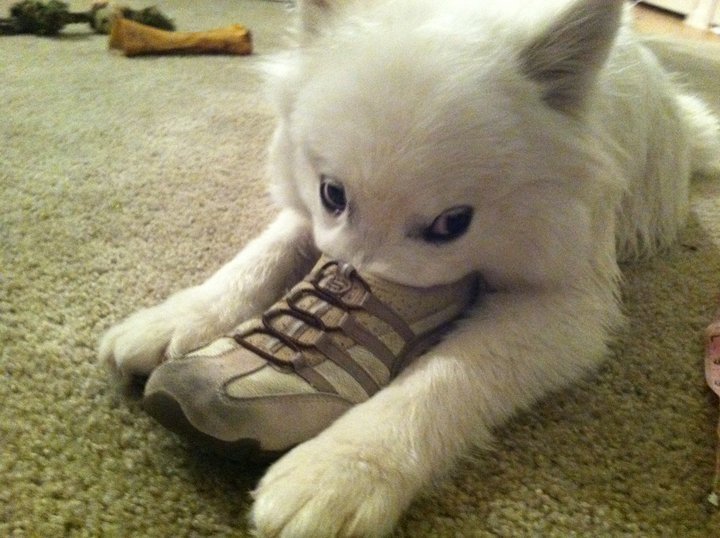 toptumbles:  Pets in shoes 