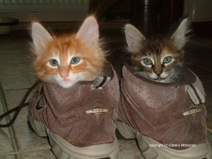 toptumbles:  Pets in shoes 