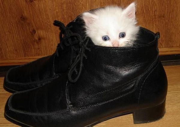 toptumbles:  Pets in shoes 