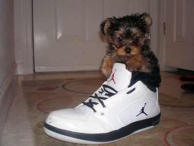 toptumbles:  Pets in shoes 