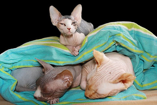 fuckyeahhairlesscats:  Sphynx M&amp;M&amp;B  (by Sanny323) 