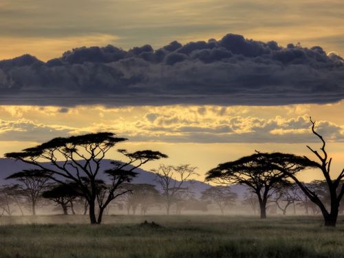 Serengeti, Tanzania, Africa© Amnon Eichelberg on National Geographic